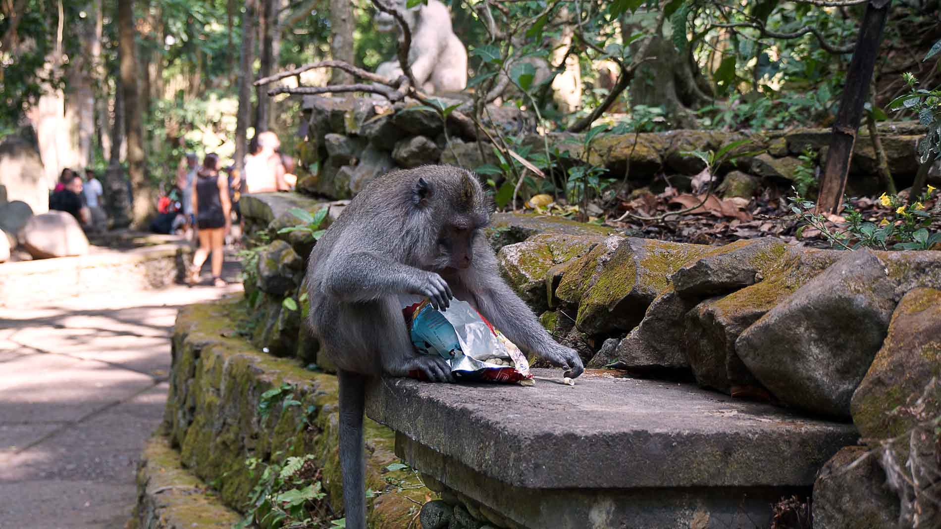 Affe in Monkey Forest, Bali